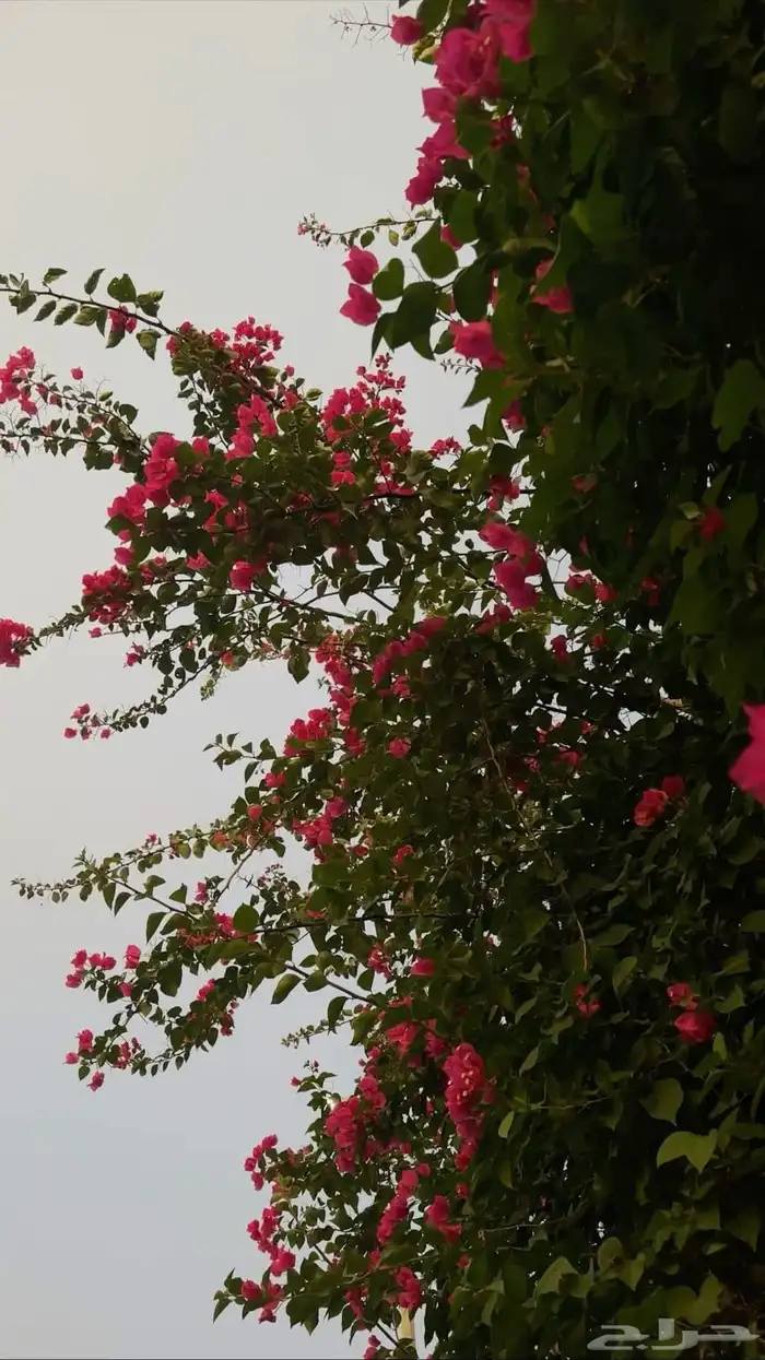 زراعه وحدائق 3
