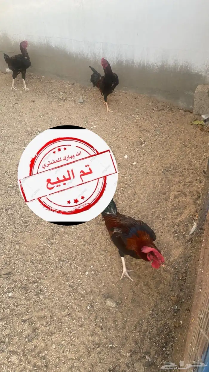 ديك بلدي 1