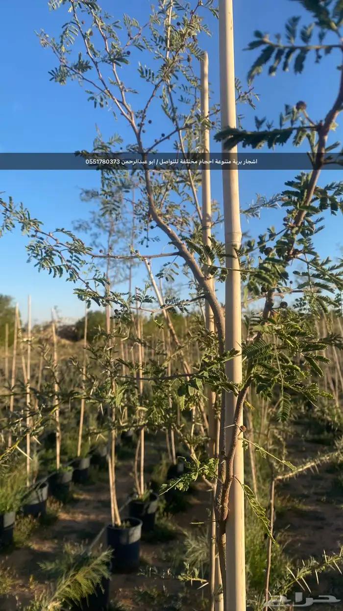 شتلات رمث للبيع 55