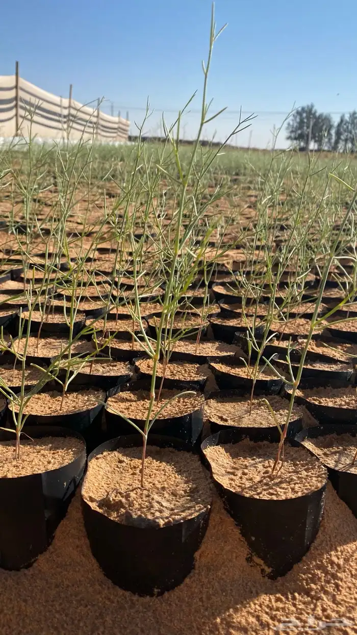 شتلات رمث للبيع 5