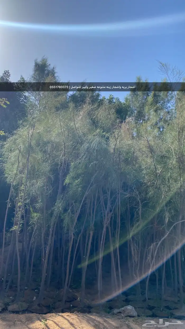 شتلات رمث للبيع 43