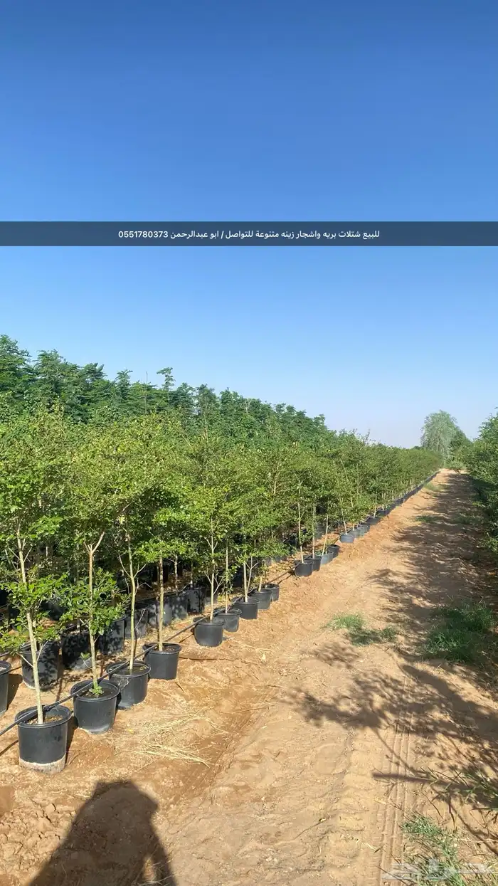 شتلات رمث للبيع 35