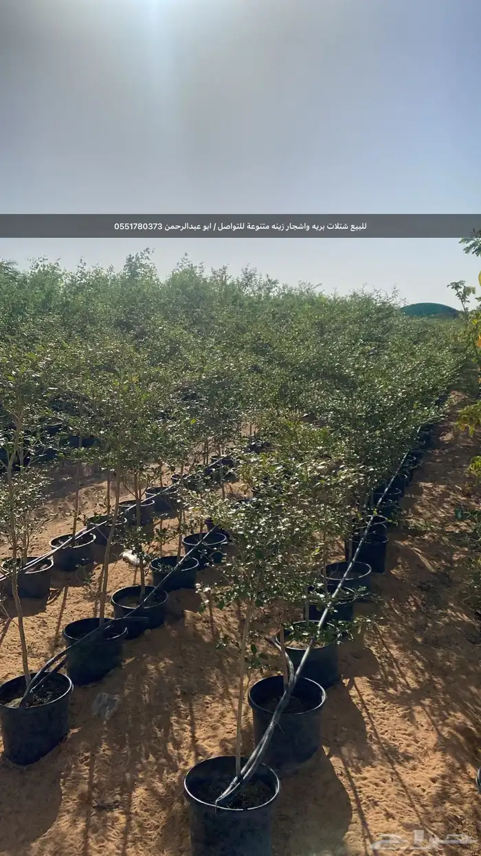 شتلات رمث للبيع 34