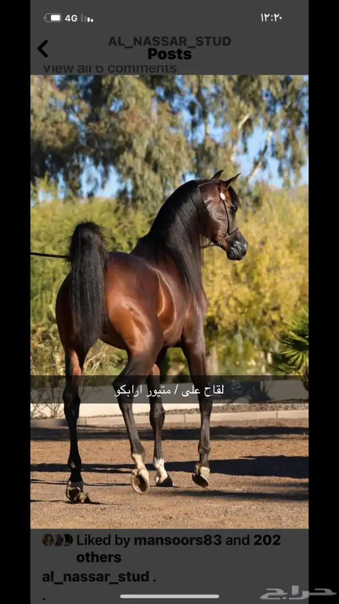 فرس شيخه 4