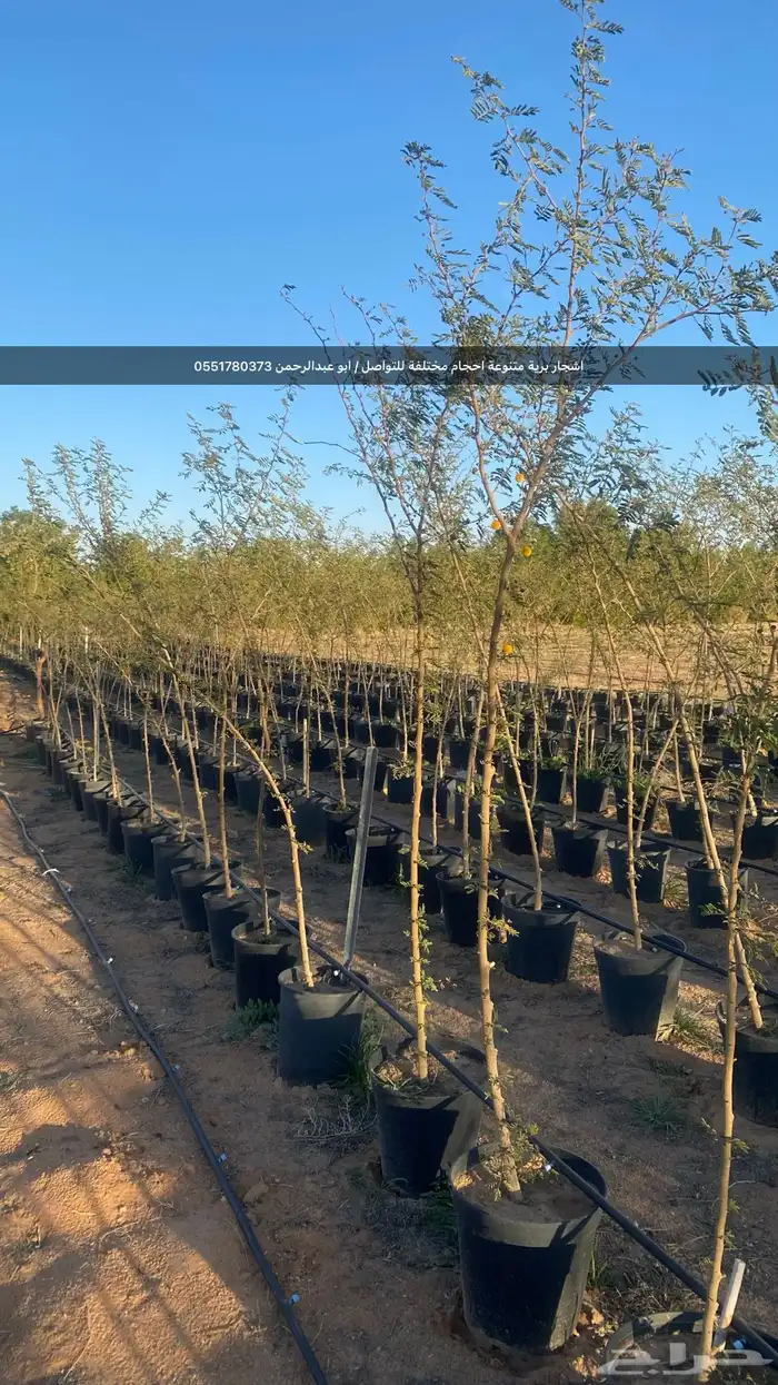 شتلات رمث للبيع 61
