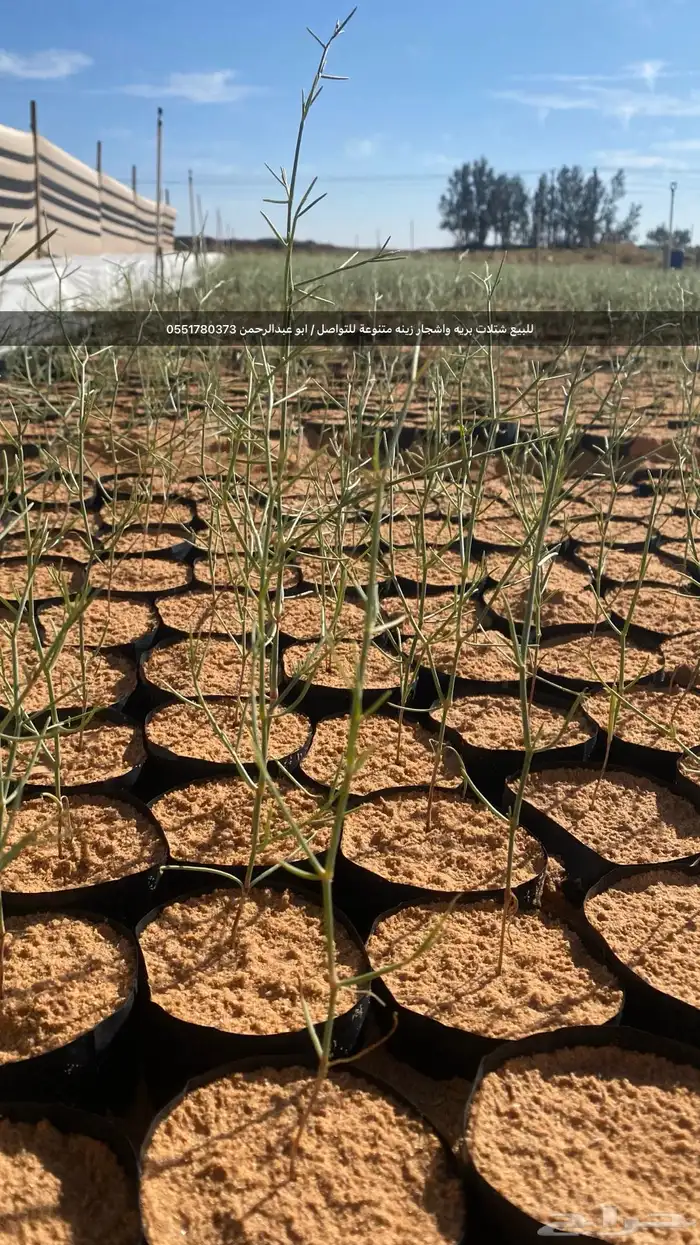 شتلات رمث للبيع 1