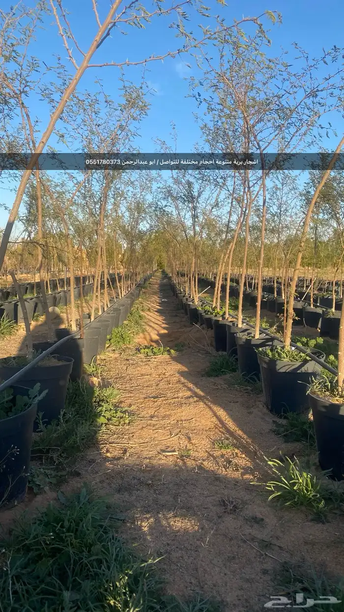 شتلات رمث للبيع 63