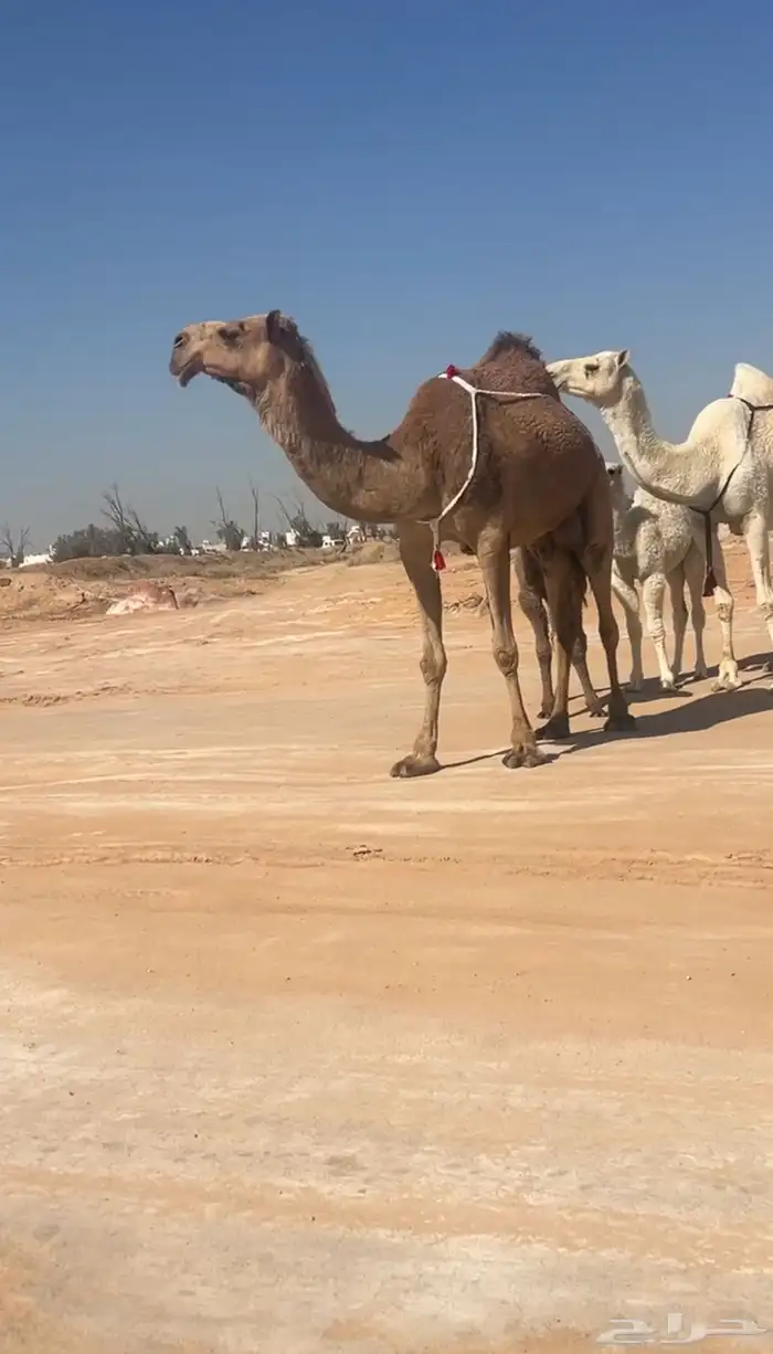 خلفه منيحه ( تم البيع ) 0