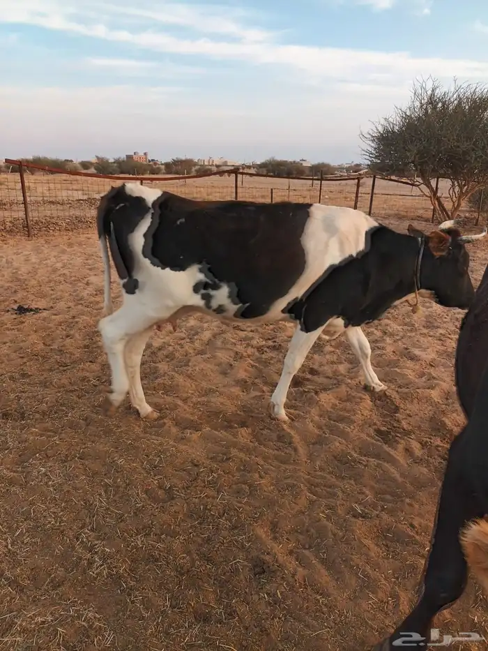 بقر طيب للبيع 0