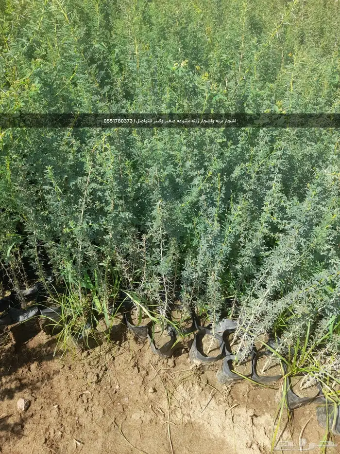 شتلات رمث للبيع 41