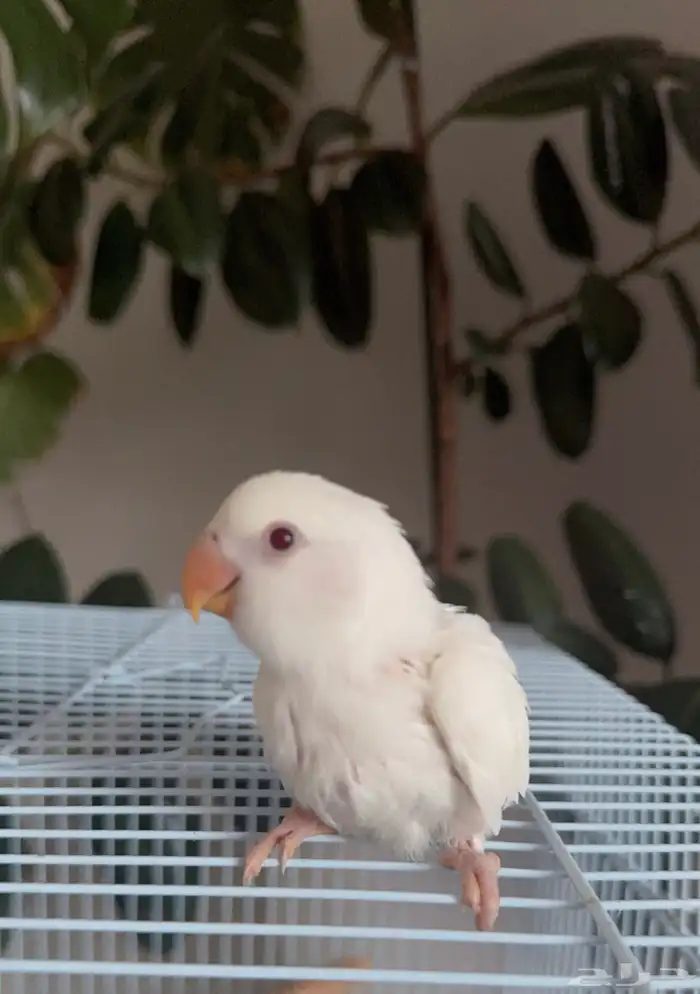 فرخ روز البينو صافي تم البيع 0