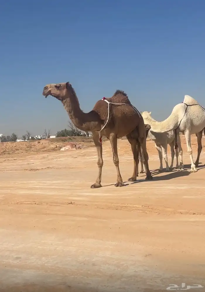 خلفه منيحه ( تم البيع ) 1