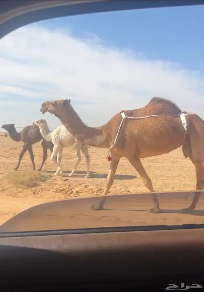 خلفه منيحه ( تم البيع ) 2
