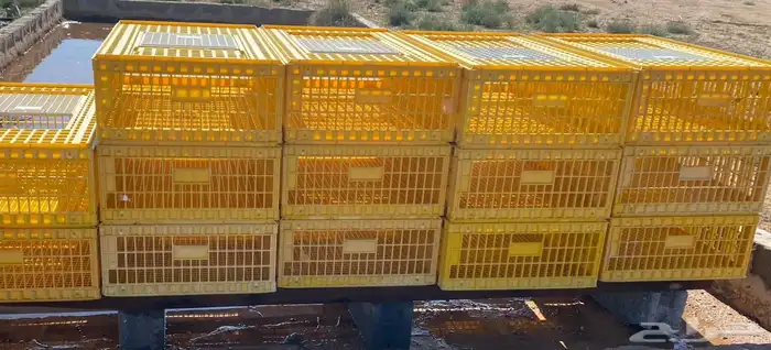 توصيل حلال و طيور و غيرها 2