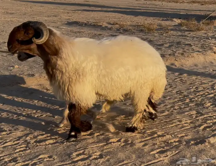 جذع نعيم صنف 2