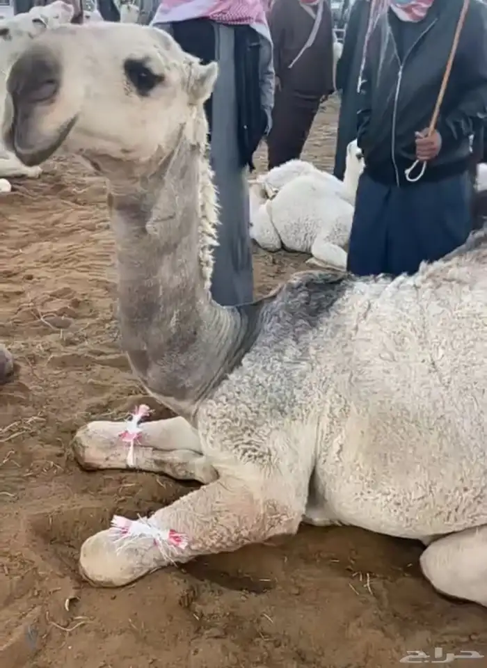 قعود حق للبيع 0