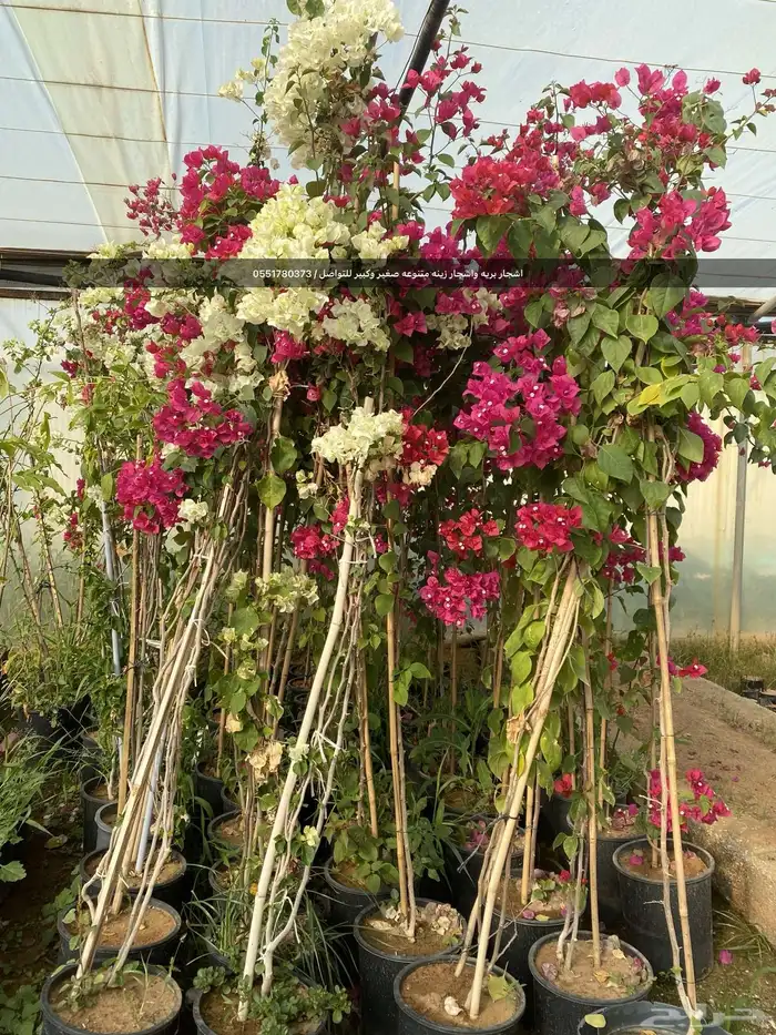 شتلات رمث للبيع 37