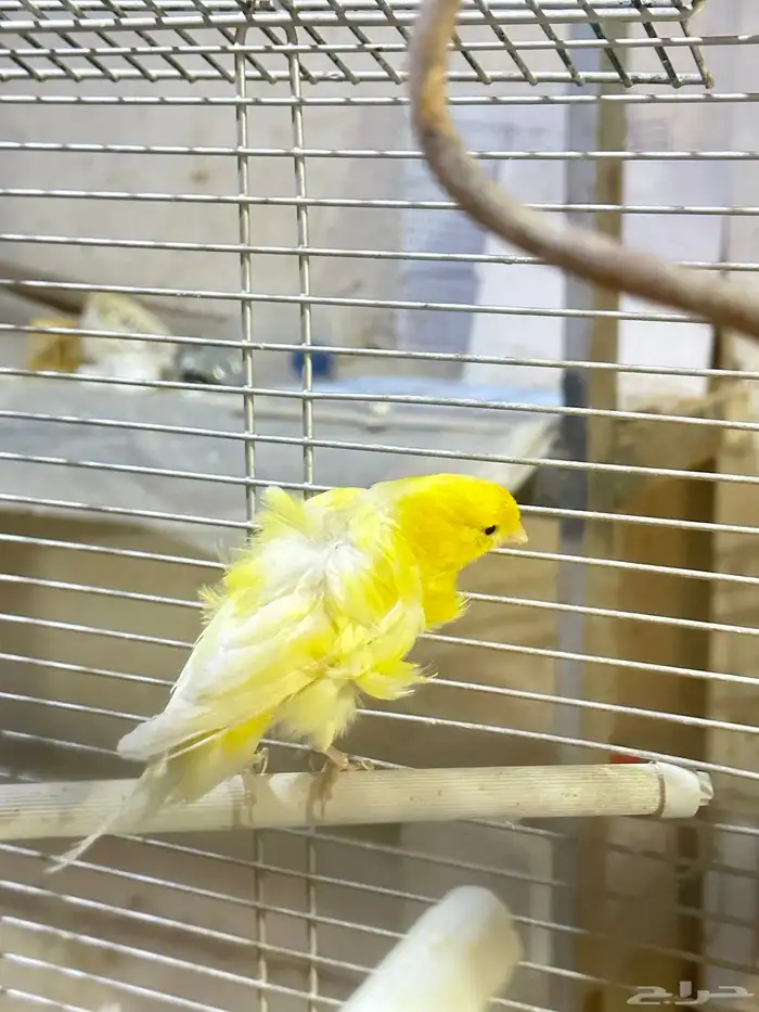 فروخ غر كناري فرنسي مفتل تم البيع 9