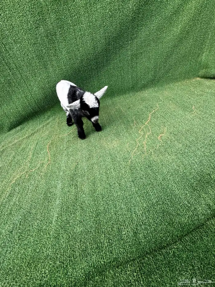 ماعز قزم تشيكي امريكي 1