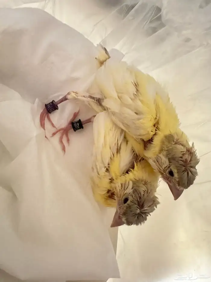 فروخ غر كناري فرنسي مفتل تم البيع 2