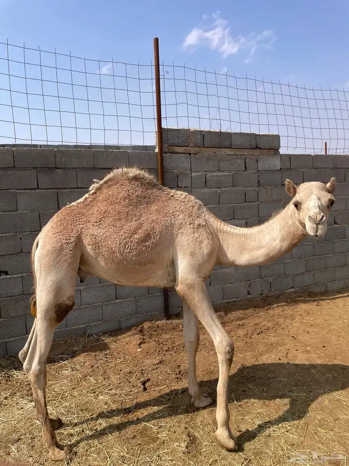 حشو للبيع 3