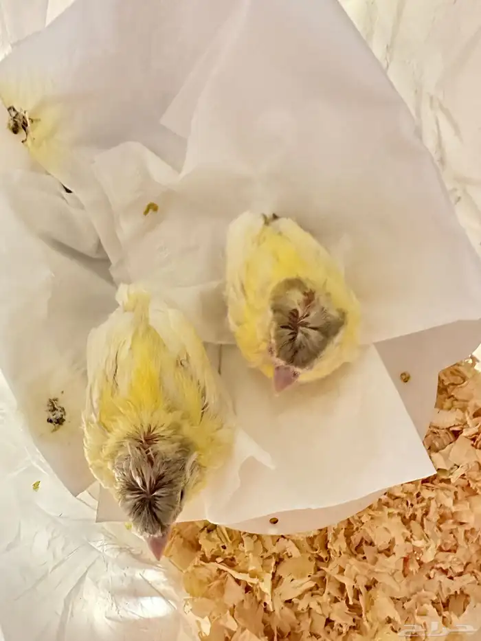 فروخ غر كناري فرنسي مفتل تم البيع 1