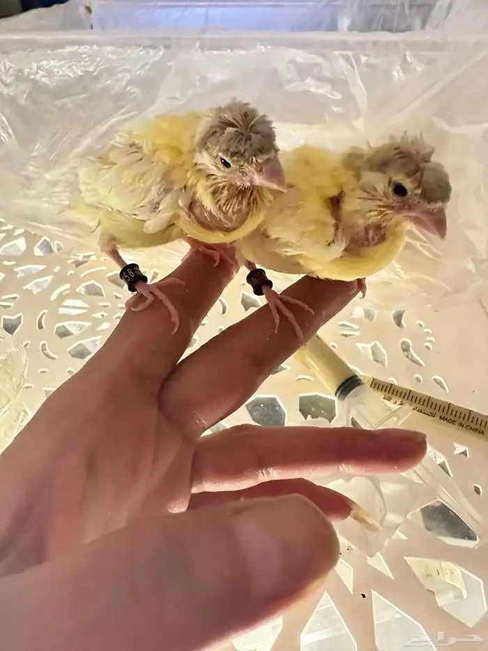 فروخ غر كناري فرنسي مفتل تم البيع 4