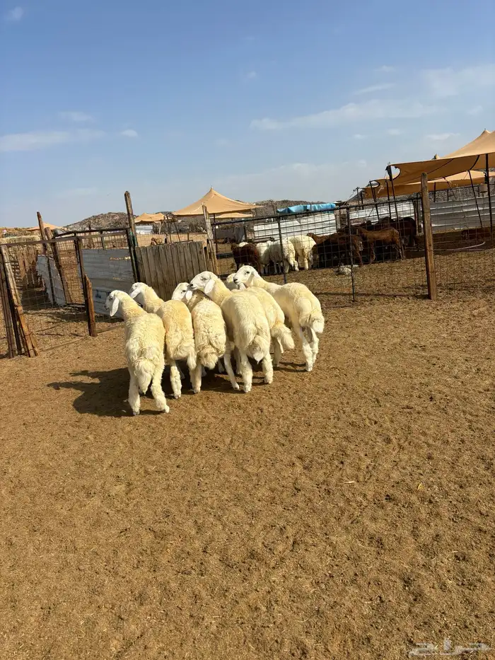 الشميسي طريق الخواجات 1