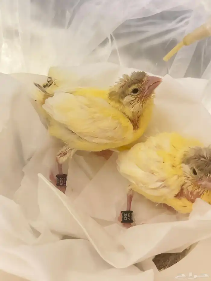 فروخ غر كناري فرنسي مفتل تم البيع 3