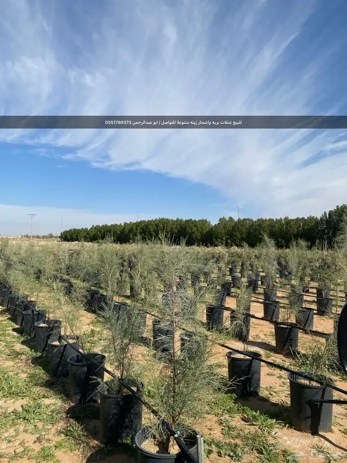 شتلات رمث للبيع 26