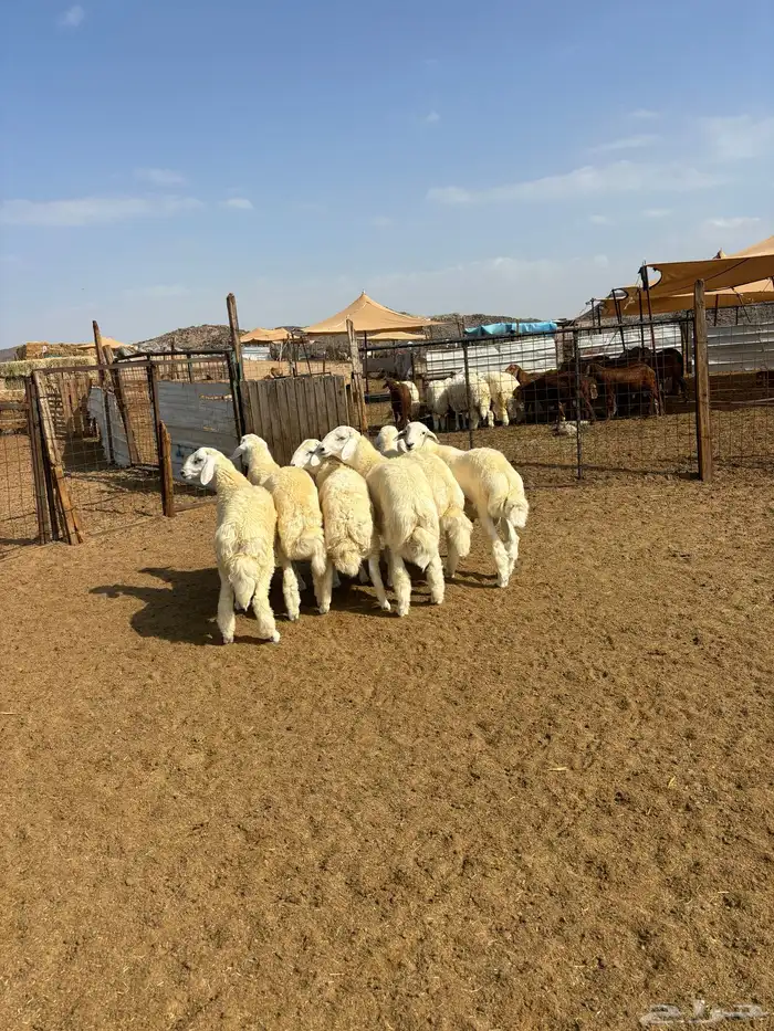 الشميسي طريق الخواجات 0