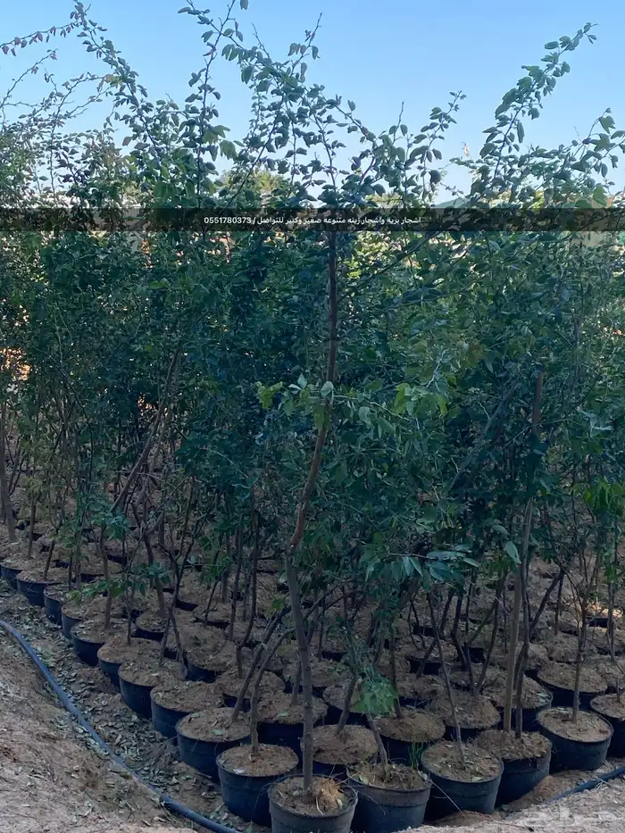 شتلات رمث للبيع 50