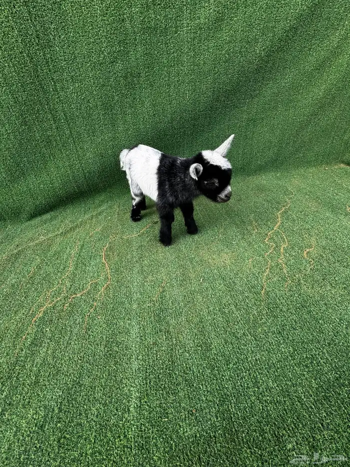 ماعز قزم تشيكي امريكي 4