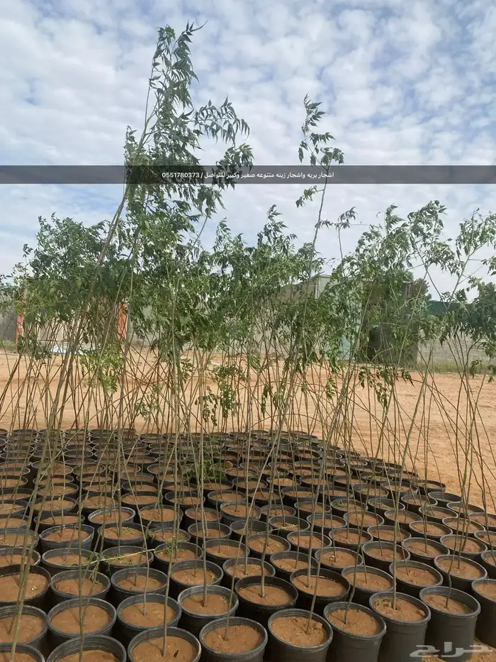 شتلات رمث للبيع 47