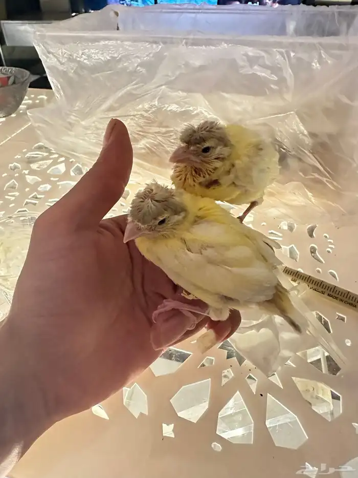 فروخ غر كناري فرنسي مفتل تم البيع 5