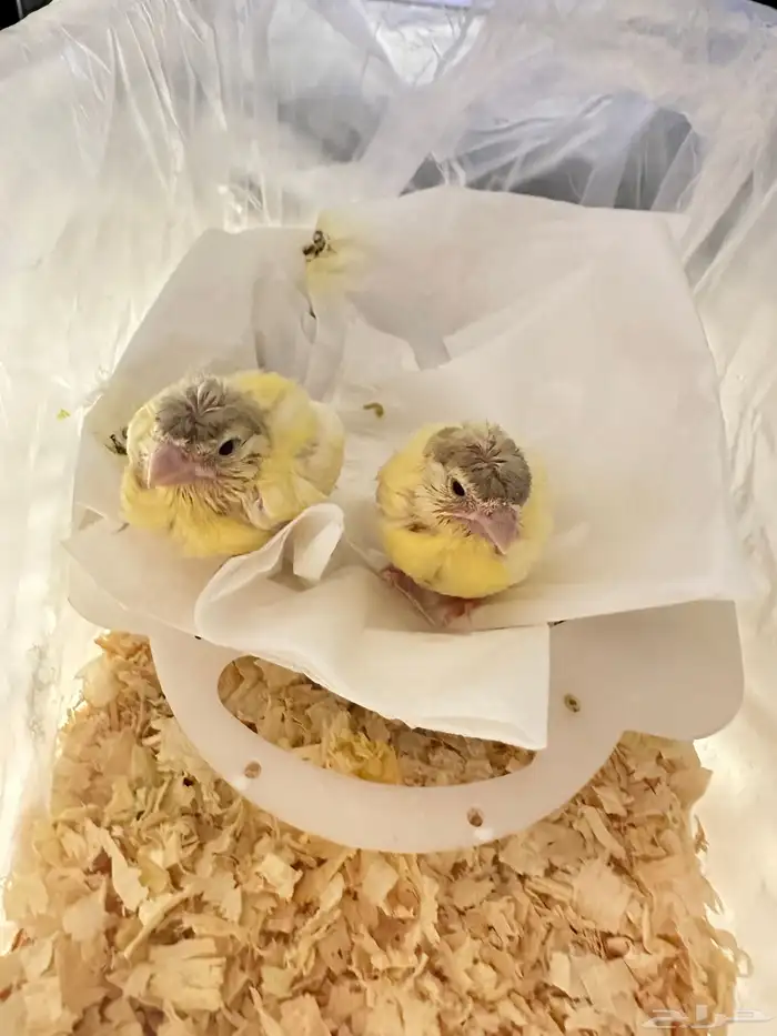 فروخ غر كناري فرنسي مفتل تم البيع 0