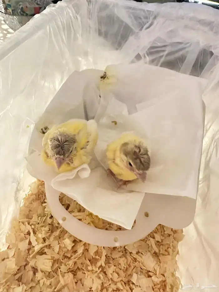 فروخ غر كناري فرنسي مفتل تم البيع 6