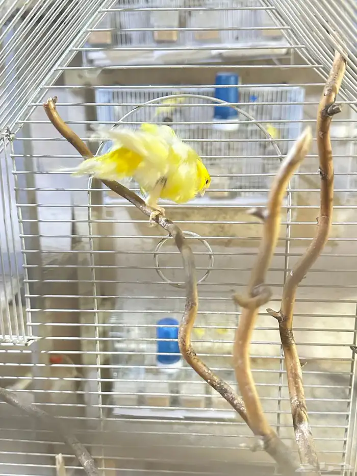 فروخ غر كناري فرنسي مفتل تم البيع 8