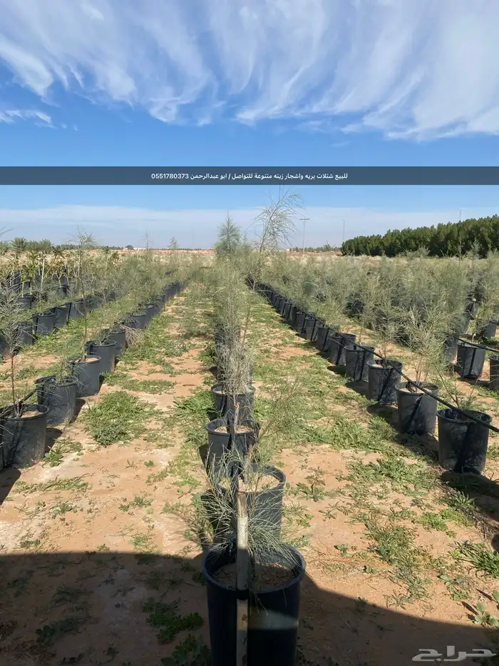 شتلات رمث للبيع 25
