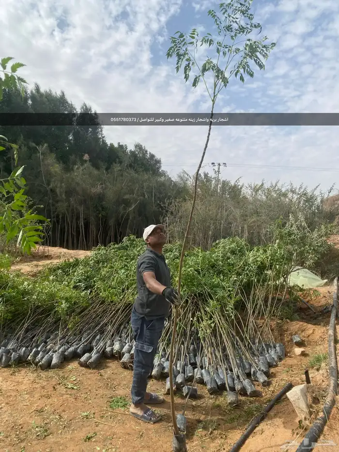 شتلات رمث للبيع 45