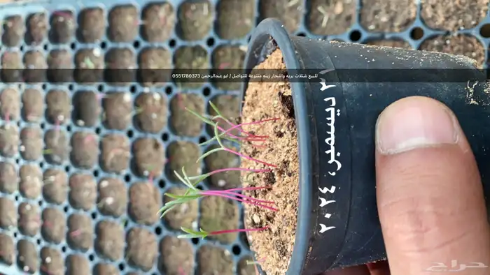 شتلات رمث للبيع 10