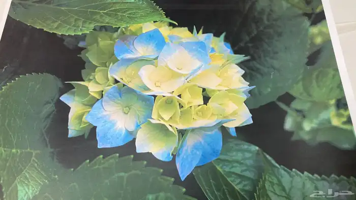 تعبئة أحبار طابعات ليزر ملونة HP وأسعار مناسبة وجودة مضمونة 8