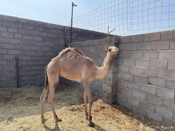 حشو للبيع 6