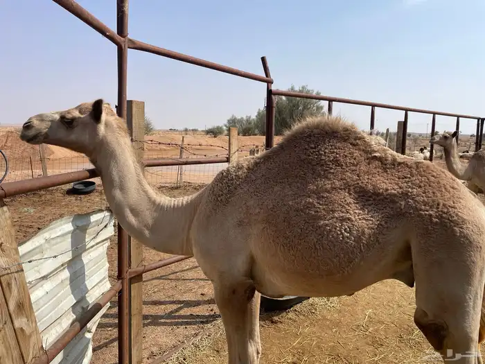 حشو للبيع 1