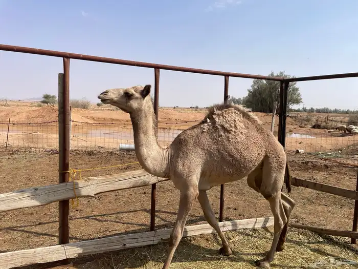 حشو للبيع 5