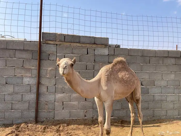 حشو للبيع 11