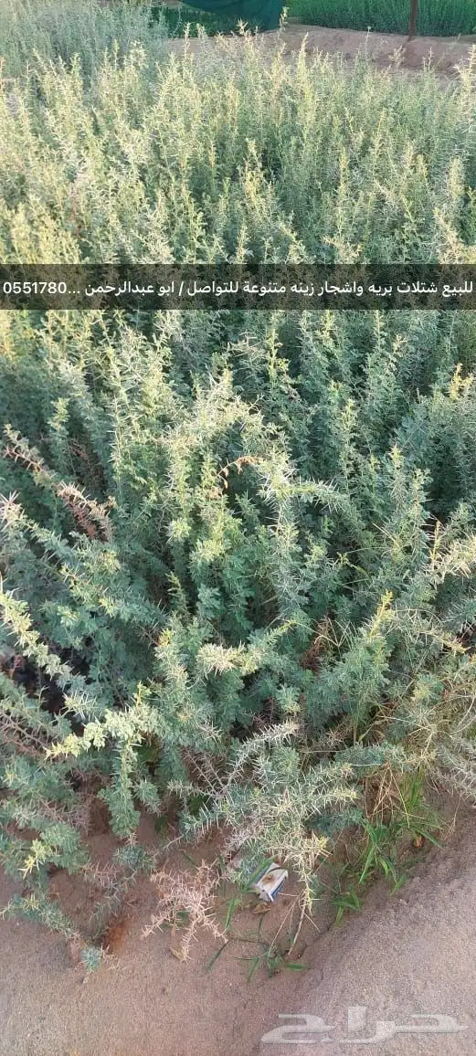 شتلات رمث للبيع 32