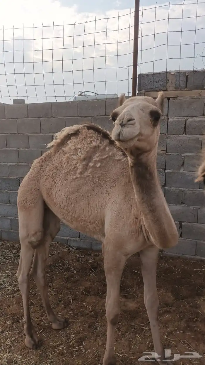 حشو للبيع 7