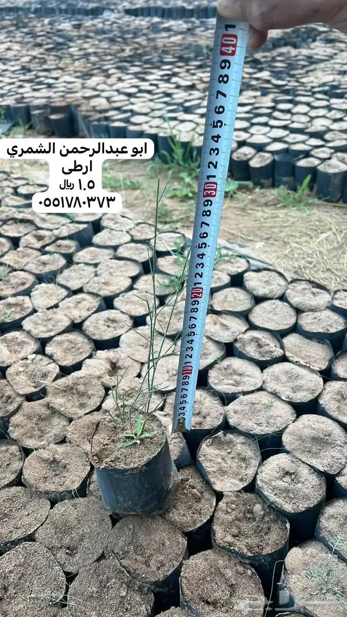 شتلات رمث للبيع 20