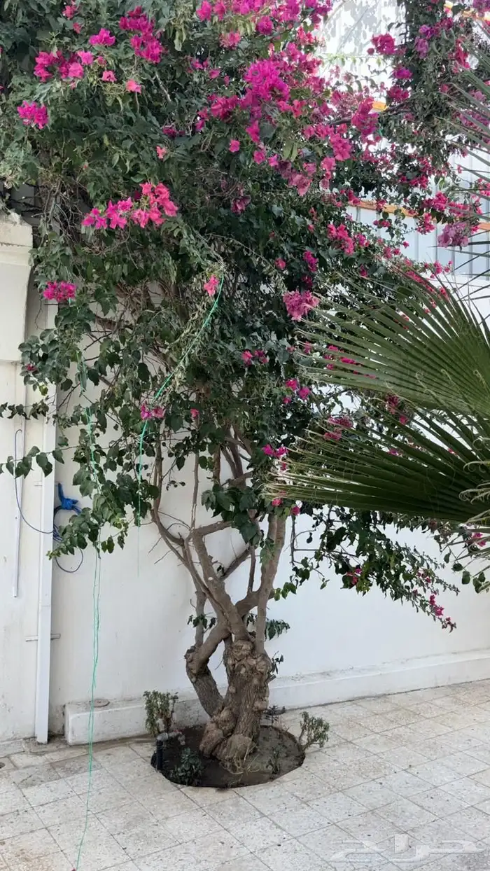 زراعه وحدائق 28